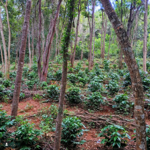 Café Arara